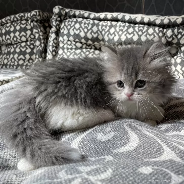 ID:2403-00511の子猫
