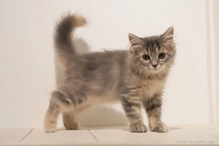 ID:2109-00198の子猫