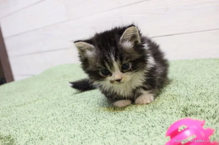 ID：1802-00736の子猫