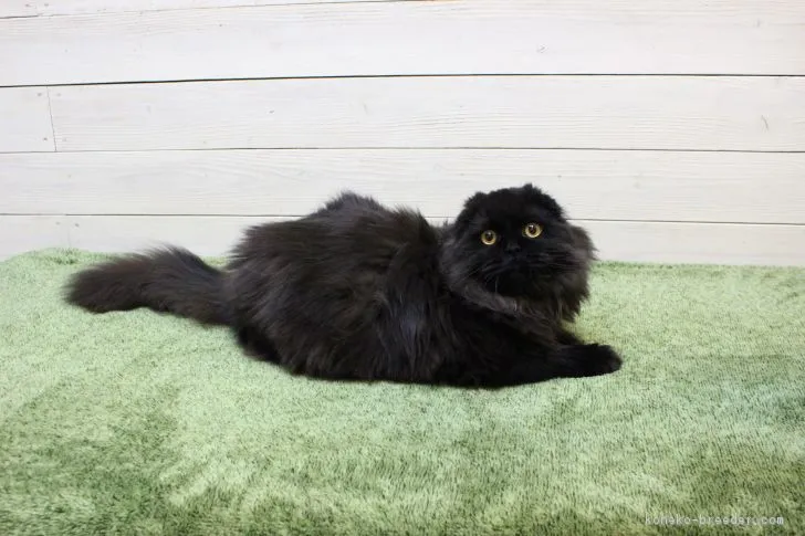 ID：1710-01301の子猫