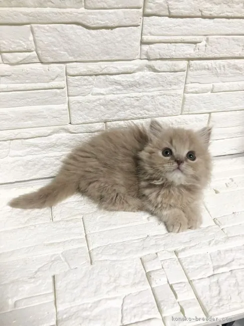 ID:2002-00361の子猫