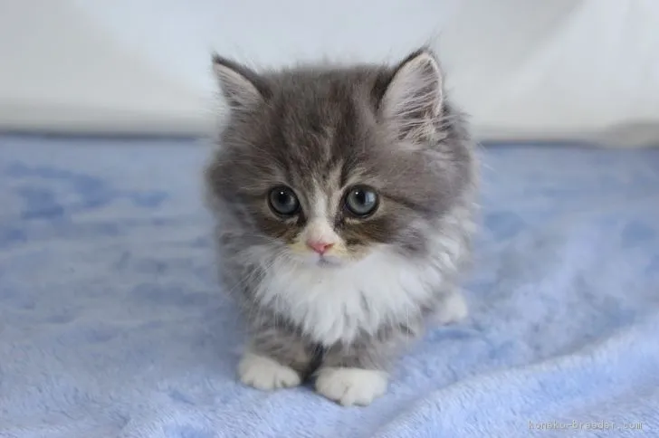 ID:1710-01058の子猫