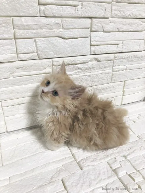 ID:1904-01637の子猫