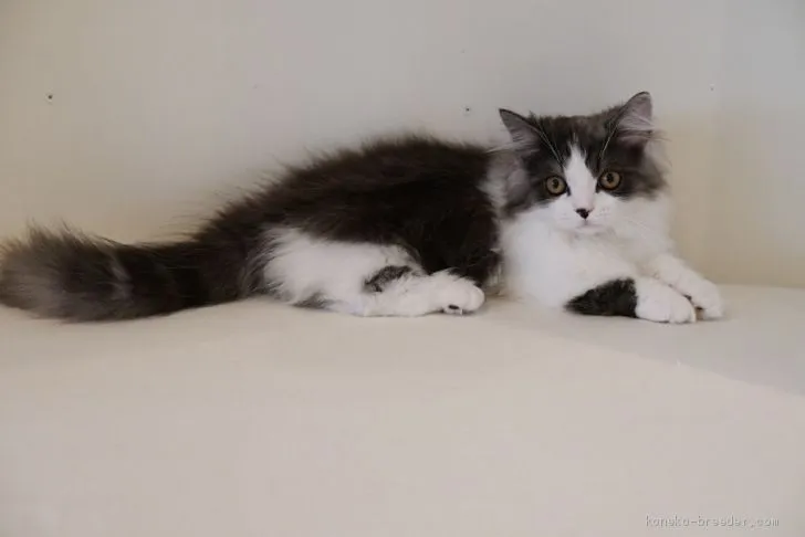 ID：1906-01529の子猫