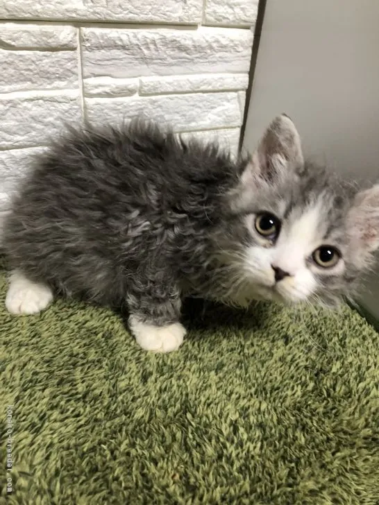 ID:1904-00187の子猫
