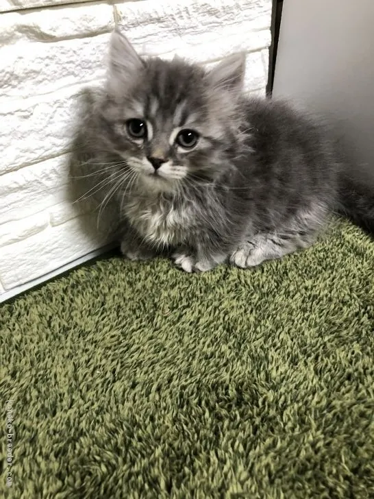 ID:1904-00186の子猫