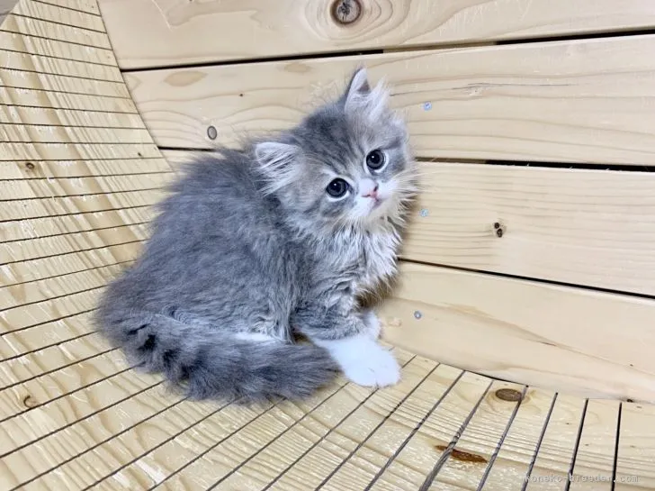 ID:2205-02226の子猫