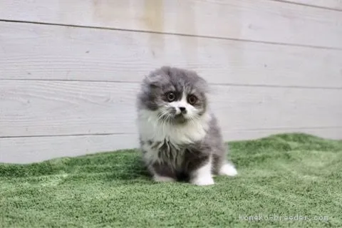 ID：1805-01831の子猫