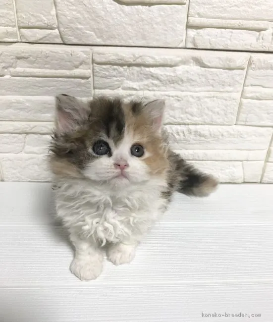 ID:2002-00918の子猫