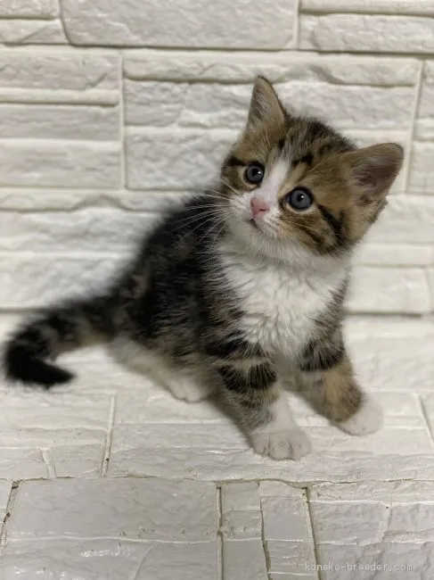 ID:2005-02426の子猫