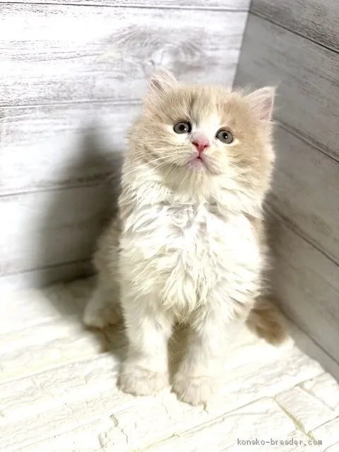 ID：2008-00410の子猫