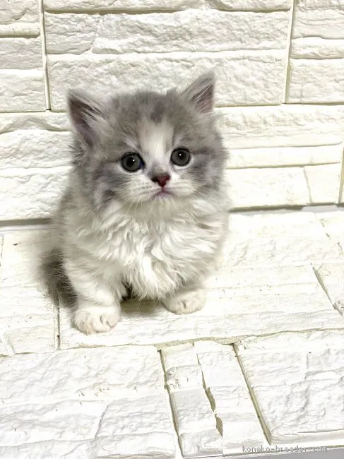 ID：2006-00616の子猫