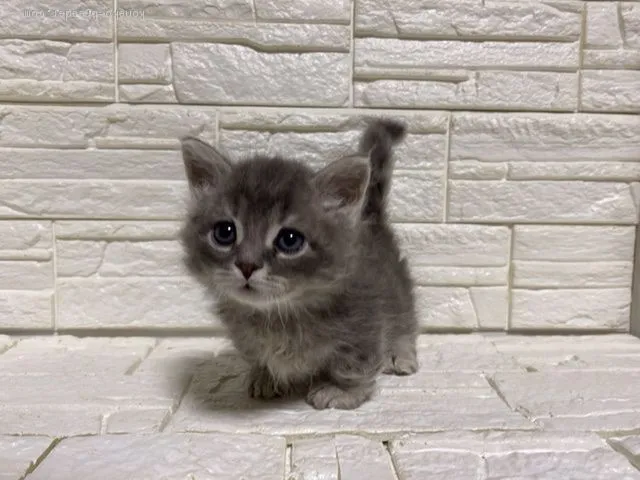 ID:2004-00862の子猫