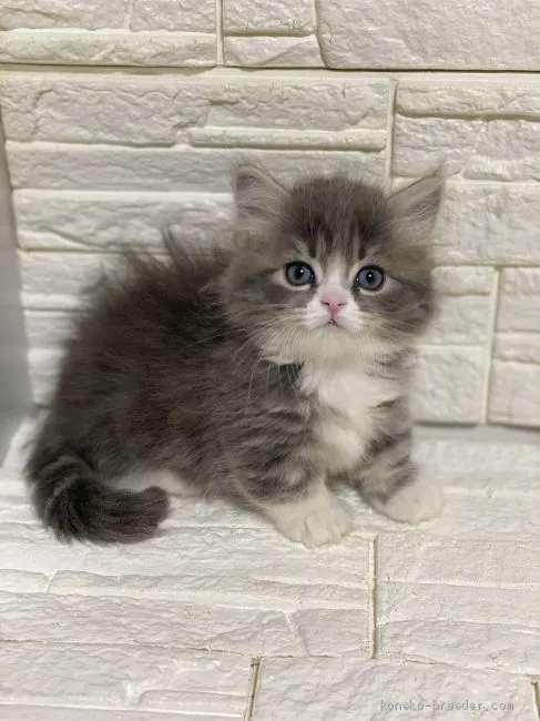 ID:2004-00374の子猫