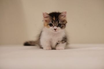 マンチカン(短足)【神奈川県・女の子・2019年2月22日・キャリコ（ロングコート）】の写真「モフモフ極短足ちゃん」