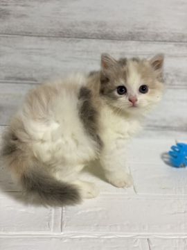 ミヌエット【神奈川県・女の子・2020年7月8日・ダイリュートキャリコ（セミロング）】の写真「足長ちゃん」