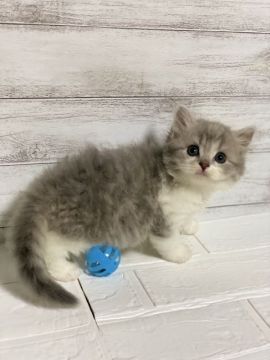 ミヌエット【神奈川県・男の子・2020年7月8日・ブルータビー&ホワイト（セミロング）】の写真「足長ミヌエット」