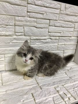 マンチカン(短足)【神奈川県・女の子・2019年7月1日・ダイリュートキャリコ（ロングコート）】の写真「極短足の女の子」