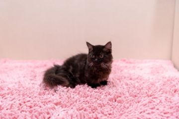 ミヌエット【神奈川県・男の子・2018年1月15日・ブラックスモーク（ロング）】の写真「ブラックの極短足君」
