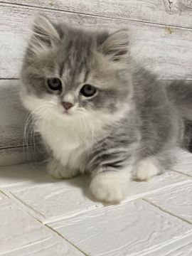 ミヌエット【神奈川県・女の子・2020年12月15日・ブルータビー&ホワイト】の写真「極短足ちゃん」