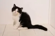 エキゾチックショートヘア【神奈川県・男の子・2021年6月16日・ブラック&ホワイト】の写真1