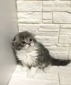 スコティッシュフォールド(折れ耳)【神奈川県・男の子・2020年1月26日・ブルータビー&ホワイト】の写真1