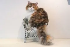 ラパーマ【神奈川県・女の子・2020年2月20日・キャリコ】の写真1