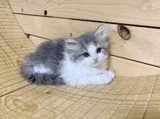 ミヌエット【神奈川県・男の子・2022年3月22日・ブルータビー&ホワイト】の写真1