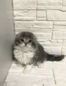 スコティッシュフォールド(折れ耳)【神奈川県・男の子・2020年1月26日・ブルータビー&ホワイト】の写真2