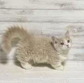 マンチカン(短足)【神奈川県・男の子・2021年10月10日・クリーム&ホワイト】の写真2