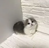 ミヌエット【神奈川県・女の子・2020年2月6日・ブルー&ホワイト】の写真2