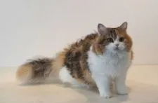 ラパーマ【神奈川県・女の子・2020年2月20日・キャリコ】の写真2