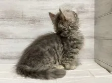 マンチカン(短足)【神奈川県・男の子・2020年10月14日・ブルータビー】の写真2