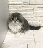 スコティッシュフォールド(折れ耳)【神奈川県・男の子・2020年1月26日・ブルータビー&ホワイト】の写真3