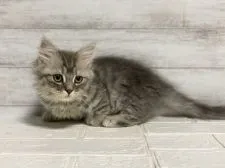 マンチカン(短足)【神奈川県・男の子・2020年10月14日・ブルータビー】の写真3