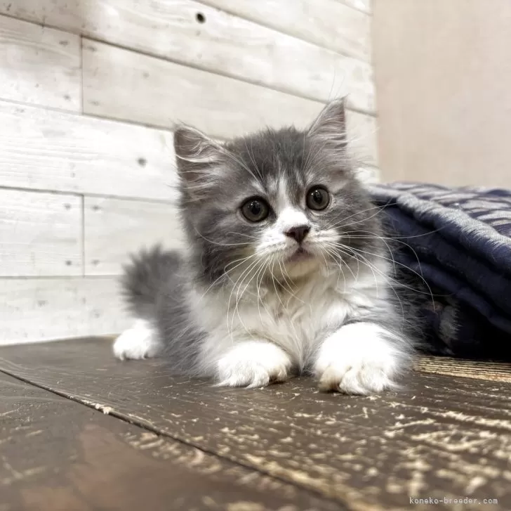 ID：2508-00402の子猫