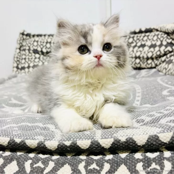 R 様のお迎えした子猫