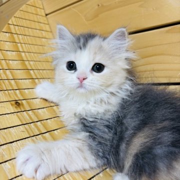 ミヌエット(長足)【神奈川県・女の子・2024年11月26日・ダイリュートキャリコ】の写真「可愛い女の子」