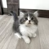 ミヌエット(短足)
