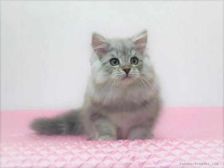 ID:1811-00639の子猫