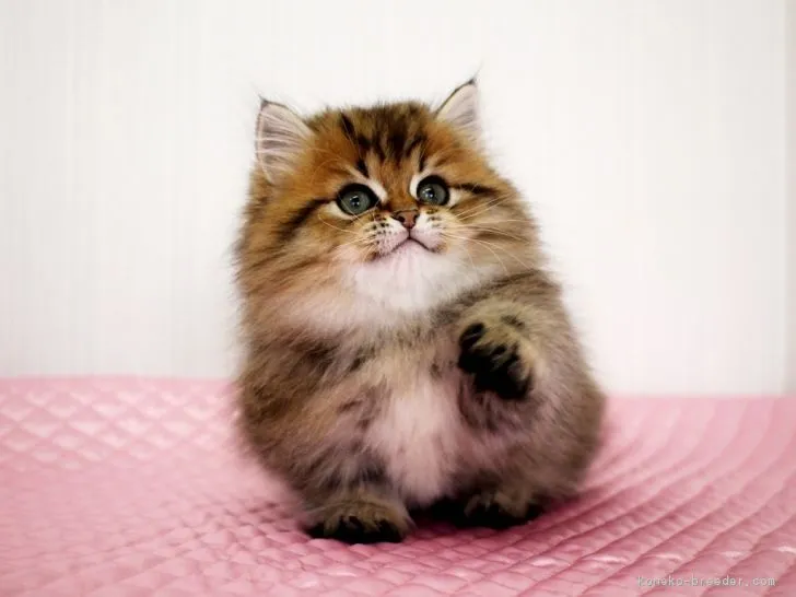 ID：1703-00283の子猫