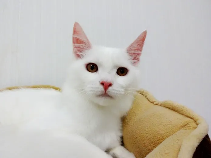 ID：1408-00131の子猫