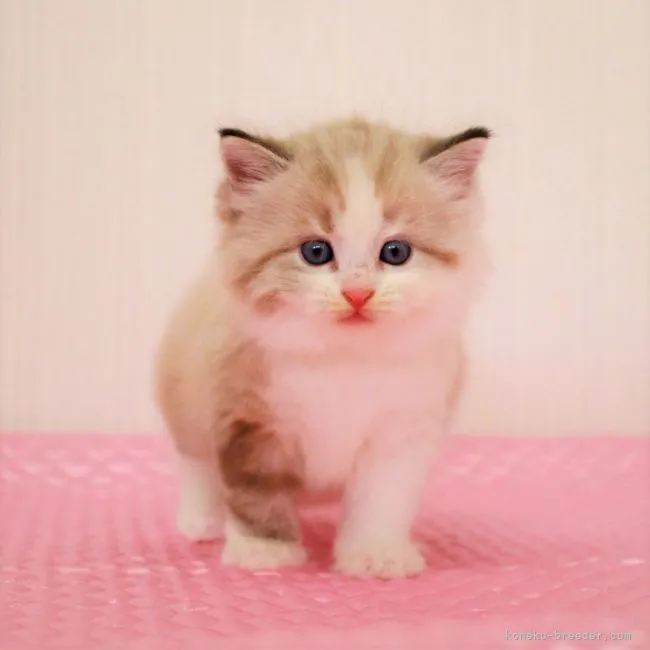 ID:2109-00266の子猫