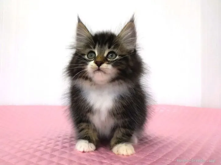 ID：1601-00279の子猫