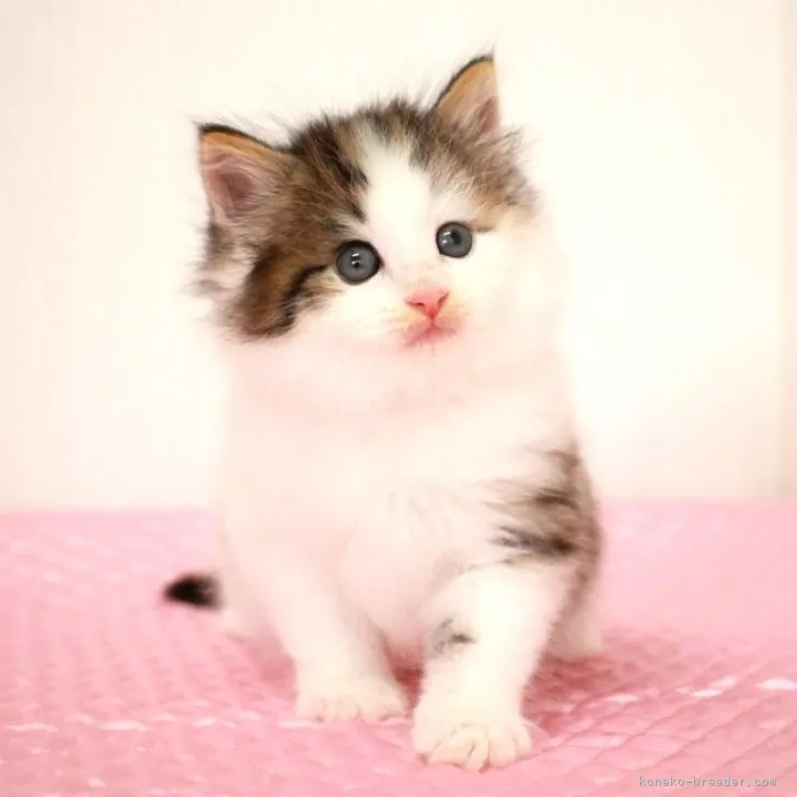 ID:2307-02397の子猫
