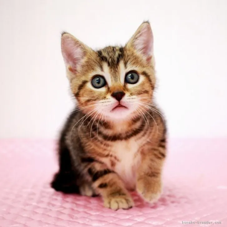 ID:2308-01368の子猫