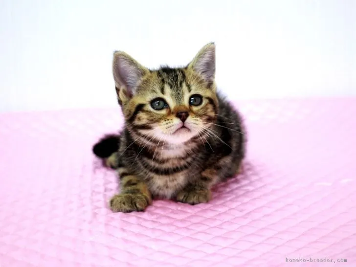 ID：1808-00518の子猫