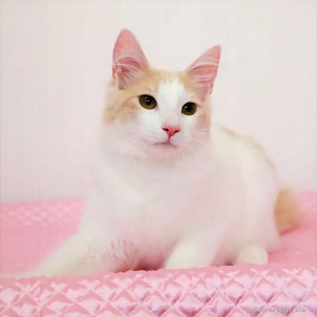 ID：2004-01295の子猫