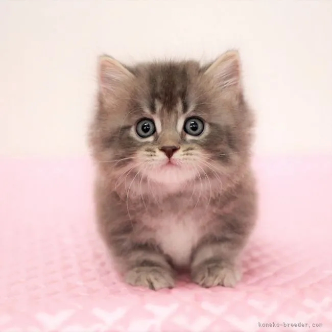 ID:2107-00234の子猫