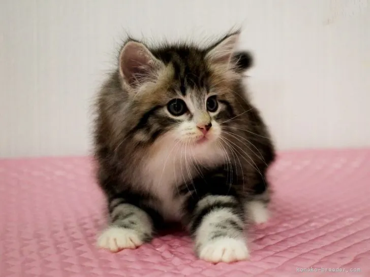 ID：1611-00820の子猫